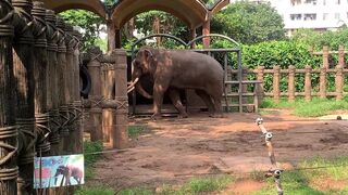 Elephants of Saigon. Vietnam